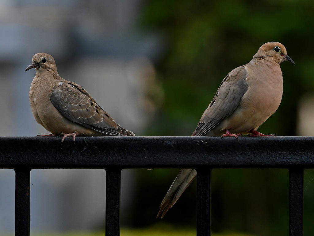 Dove2.jpg