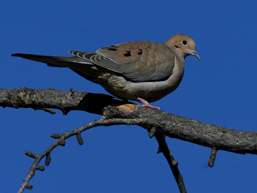 Dove2.jpg