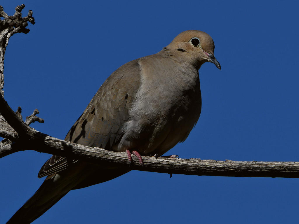 Dove2.jpg