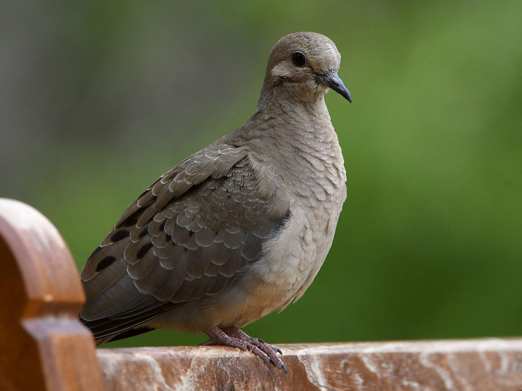 Dove2.jpg