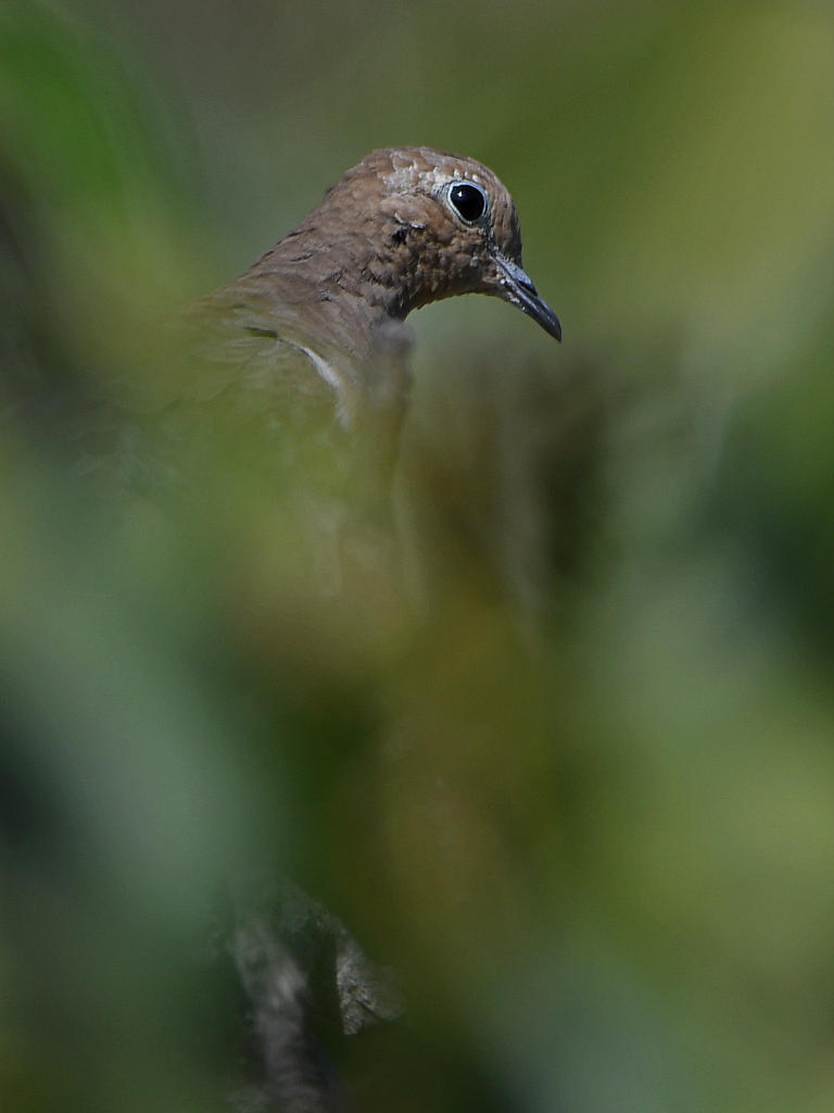 Dove2.jpg