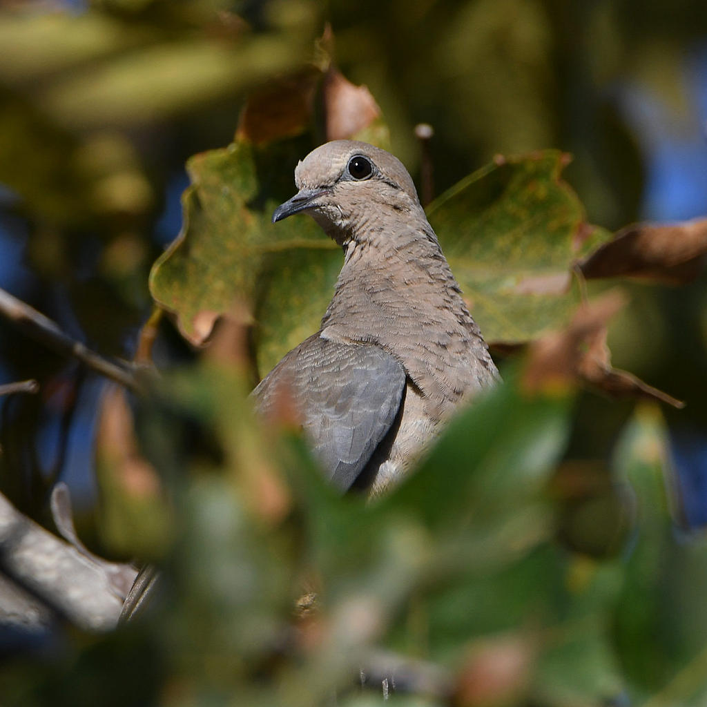 Dove2.jpg