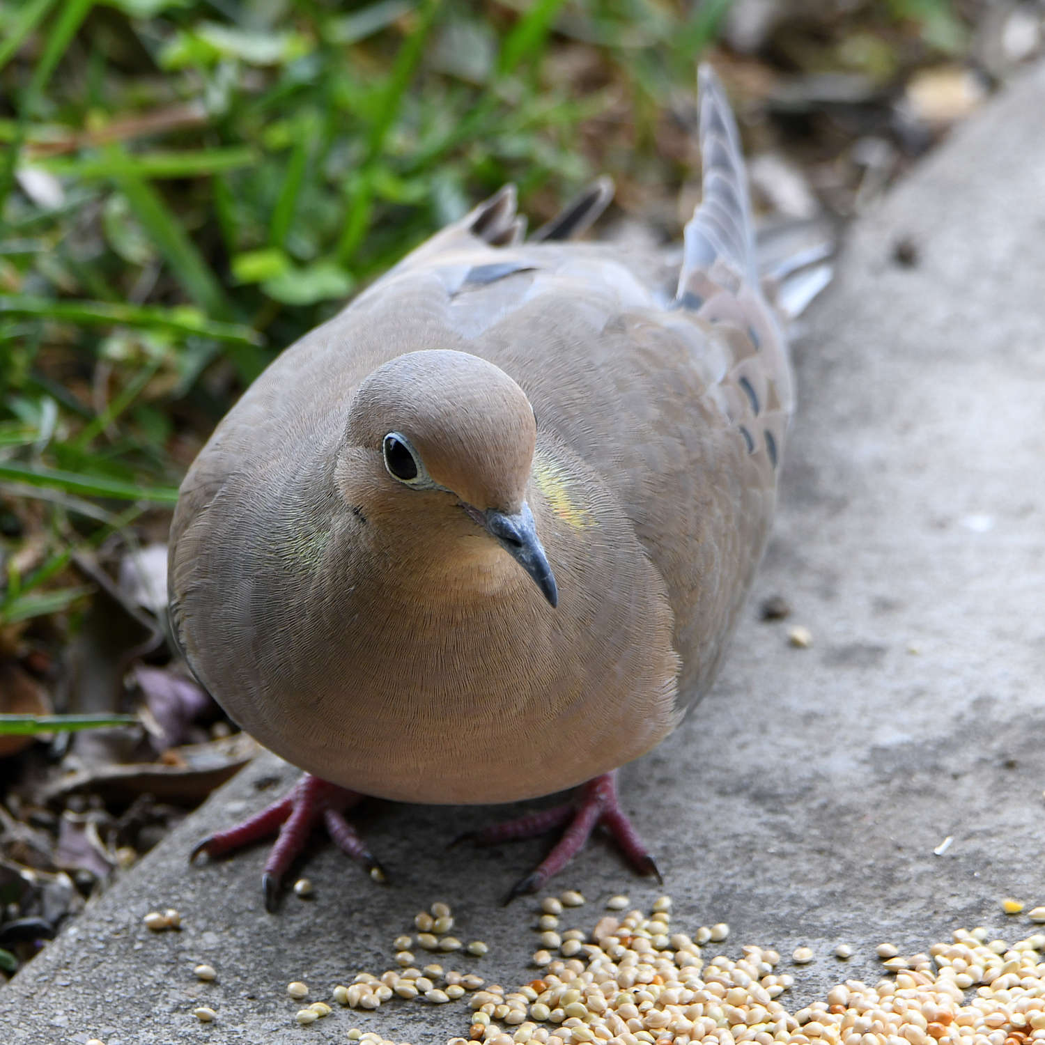 Dove2.jpg