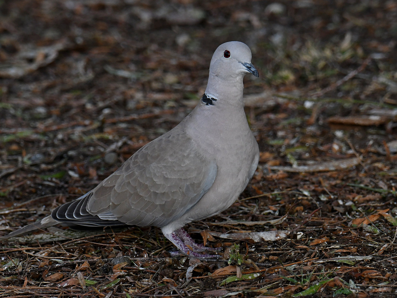 Dove2.jpg