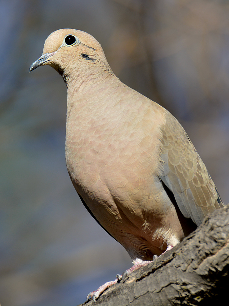 Dove3.jpg