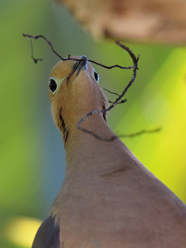 Dove3.jpg