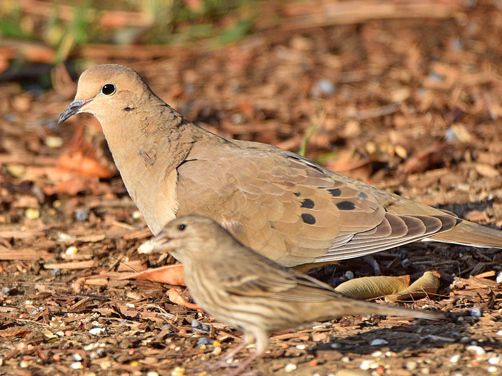 Dove3.jpg