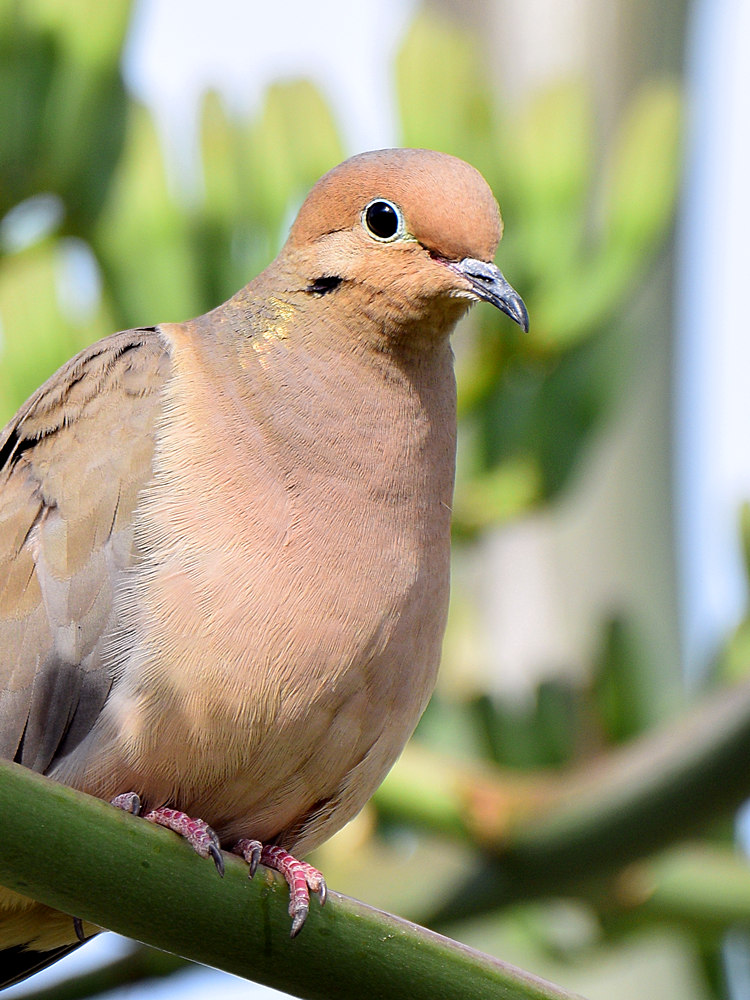 Dove3.jpg