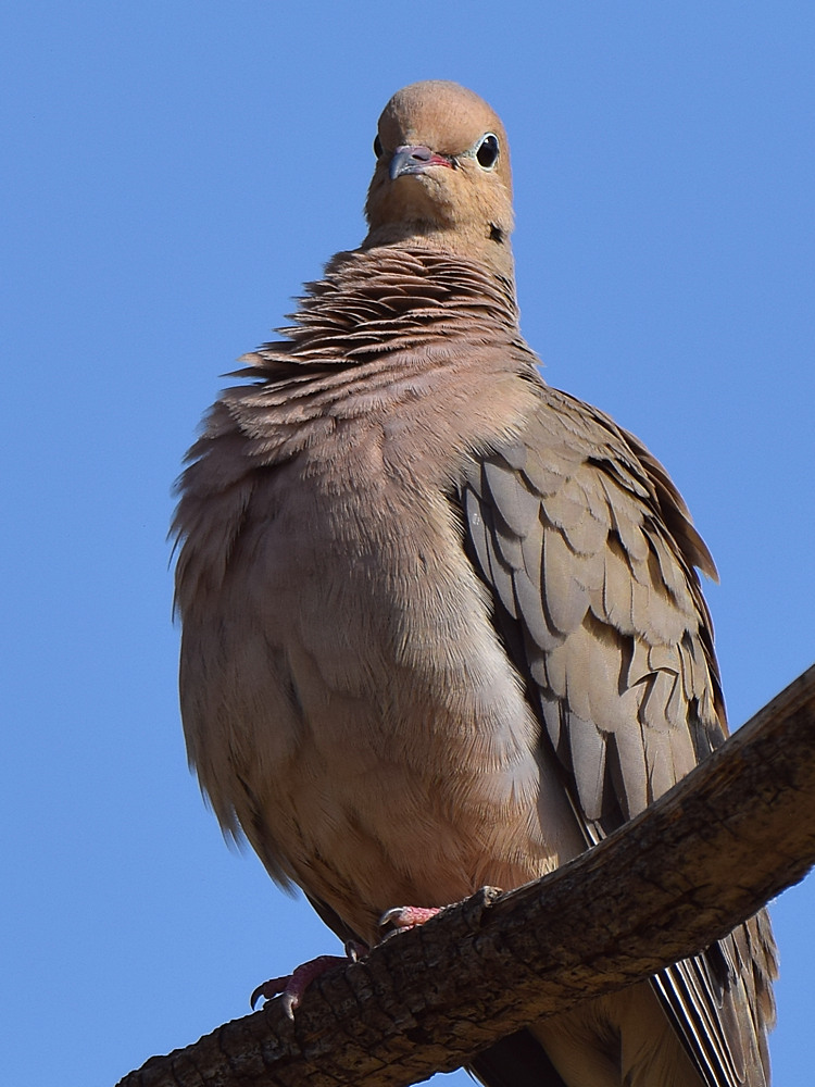 Dove3.jpg