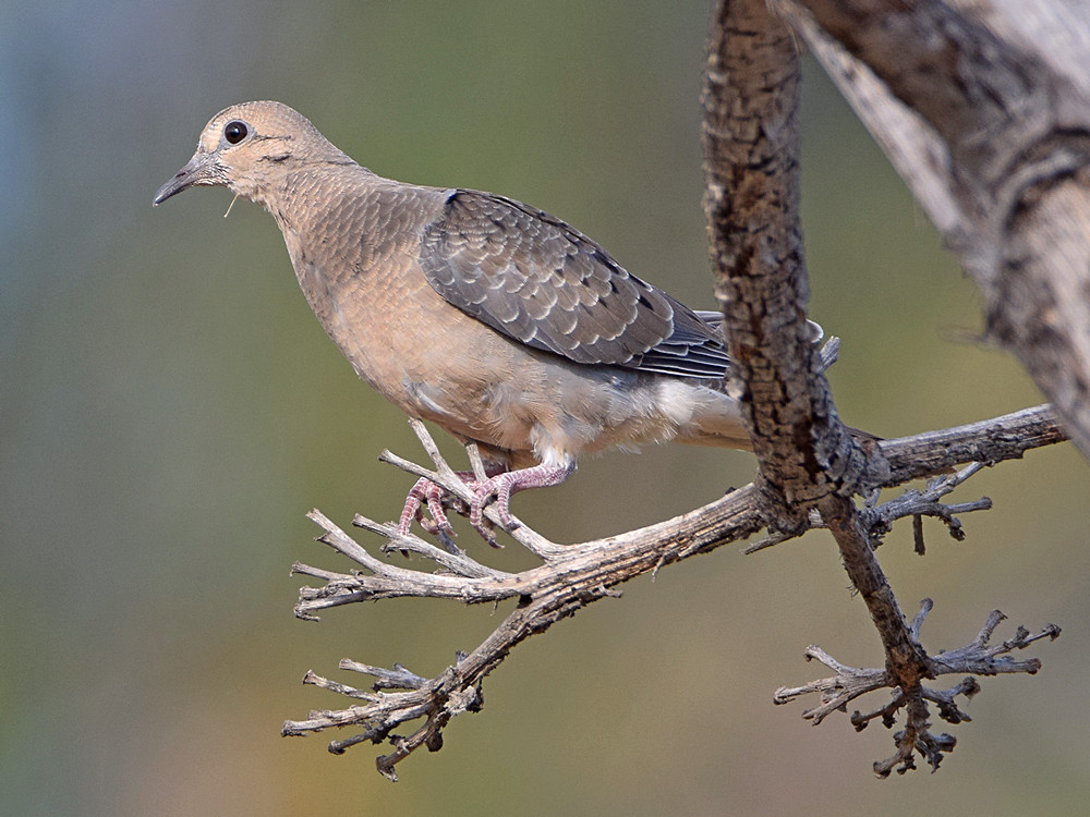 Dove3.jpg