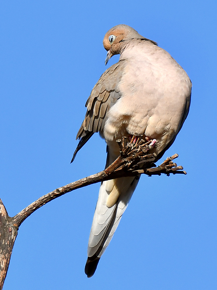 Dove3.jpg