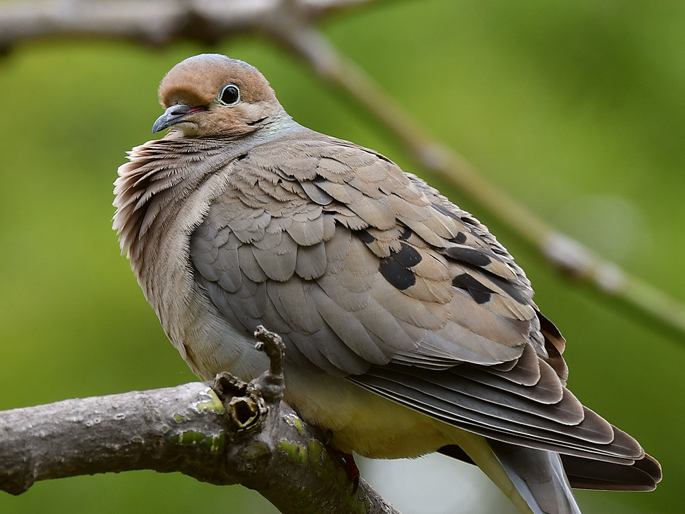 Dove3.jpg