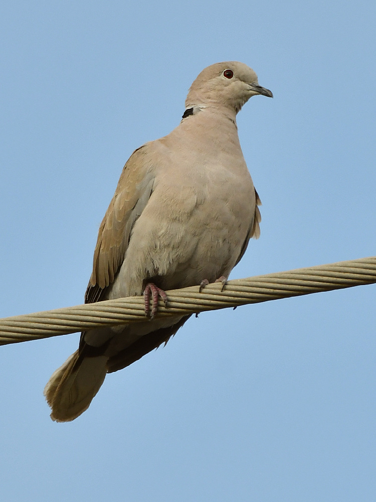 Dove3.jpg