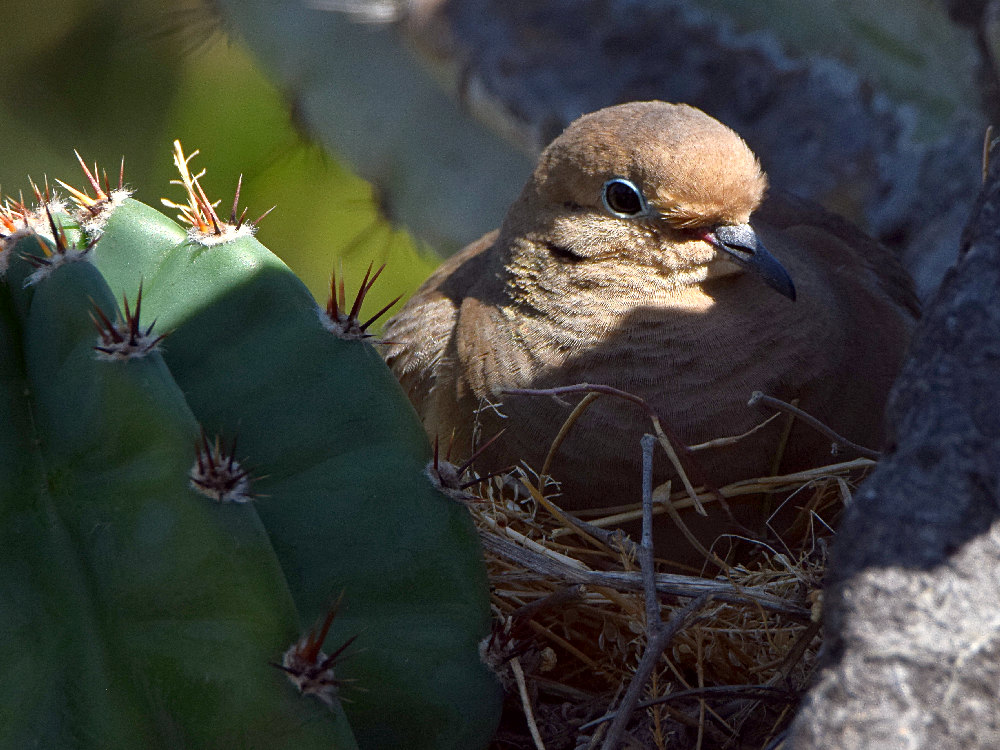 Dove3.jpg