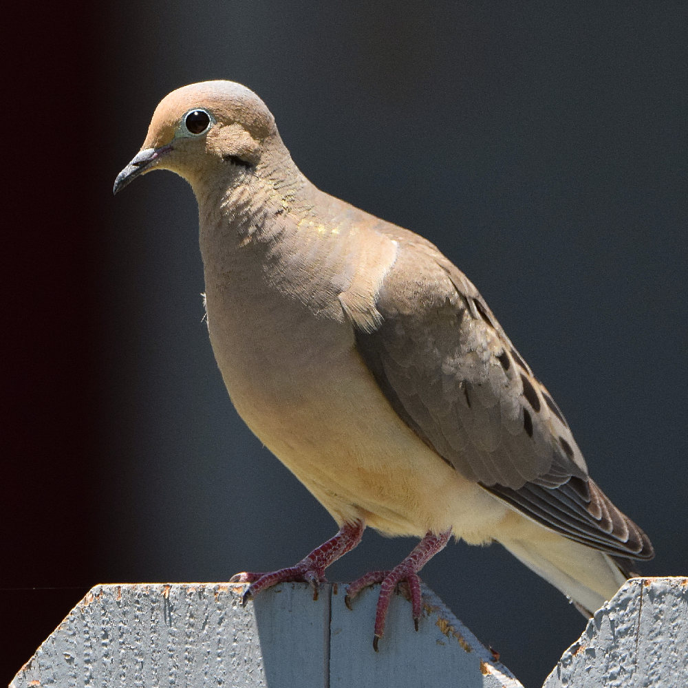 Dove3.jpg