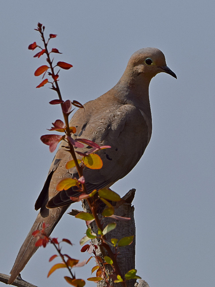 Dove3.jpg
