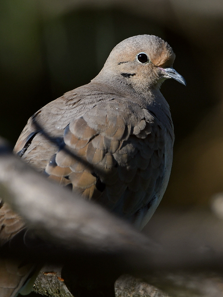 Dove3.jpg