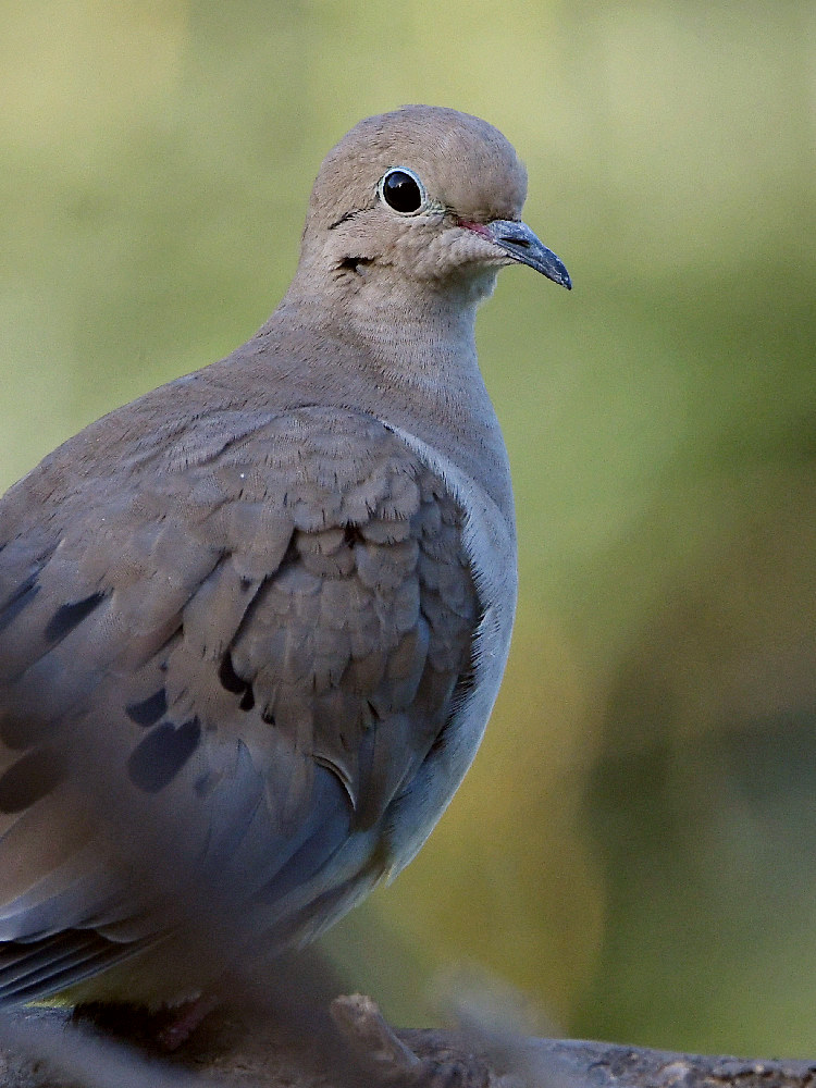Dove3.jpg