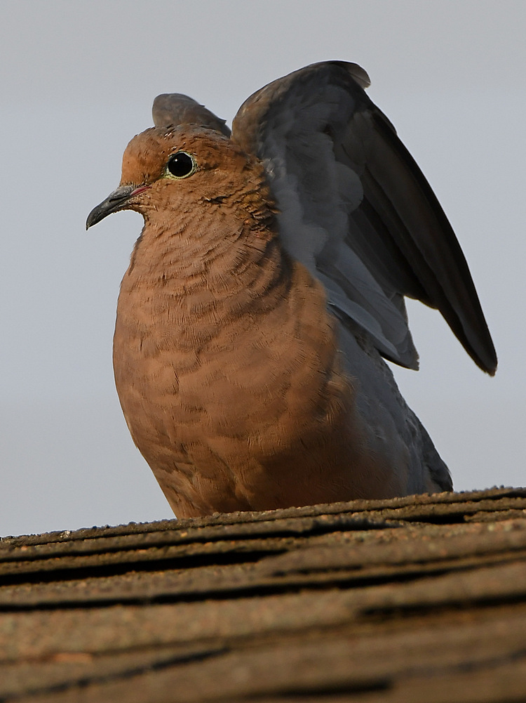 Dove3.jpg