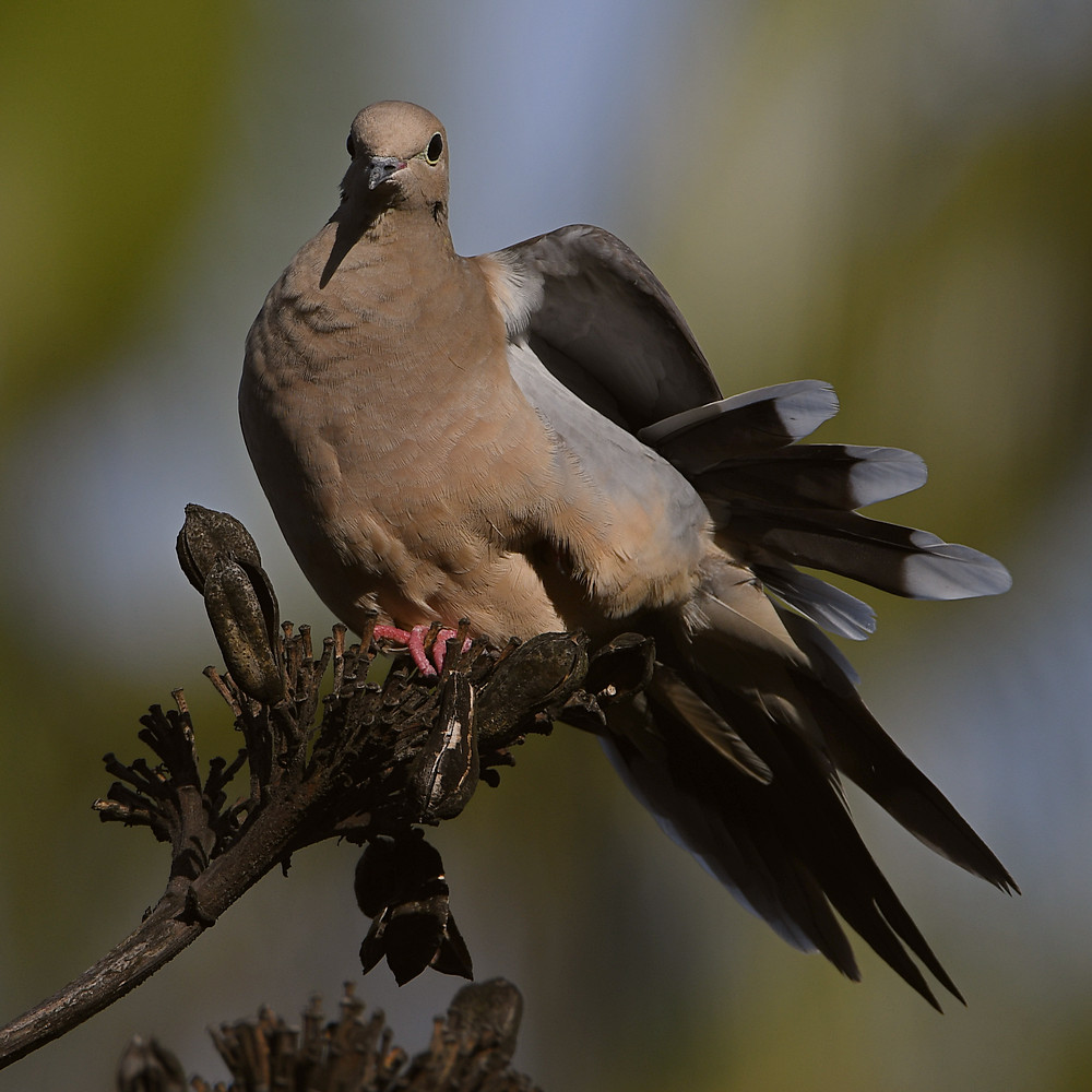 Dove3.jpg