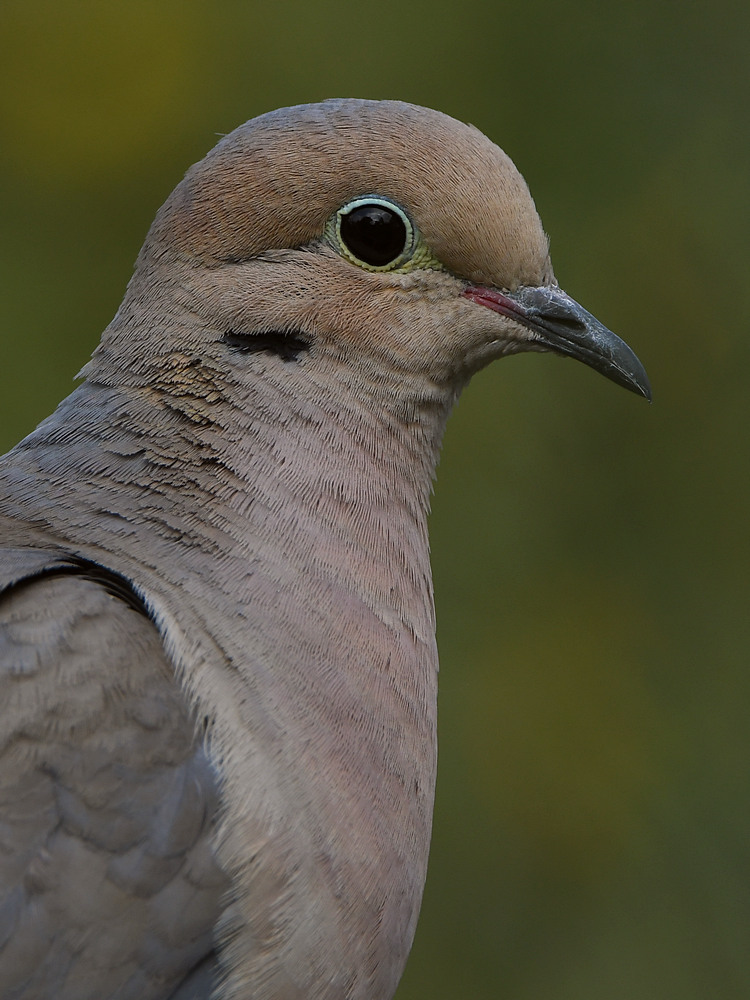 Dove3.jpg