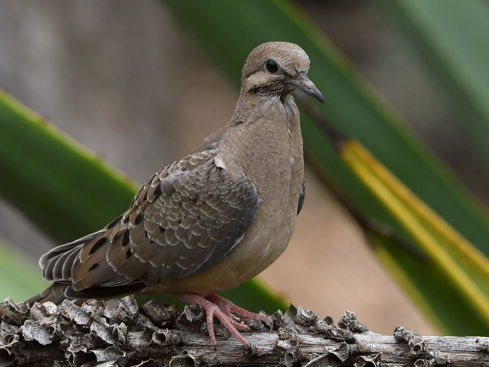 Dove3.jpg
