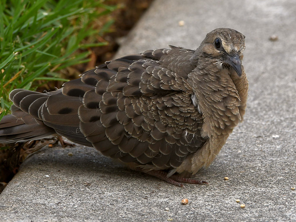 Dove3.jpg
