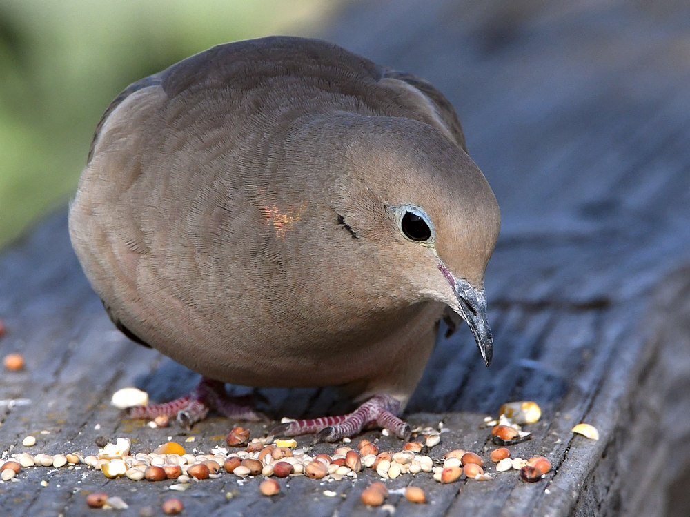 Dove3.jpg