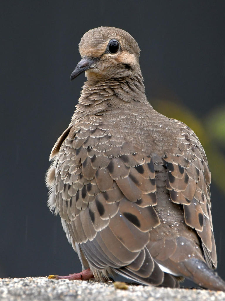 Dove3.jpg