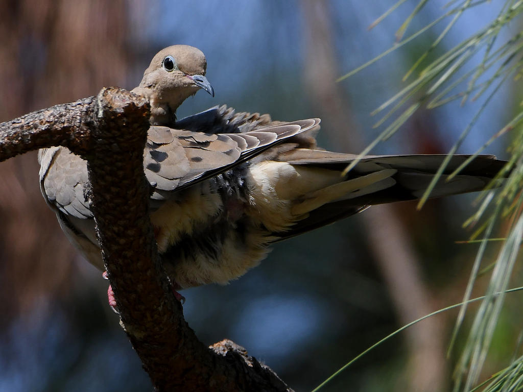 Dove3.jpg
