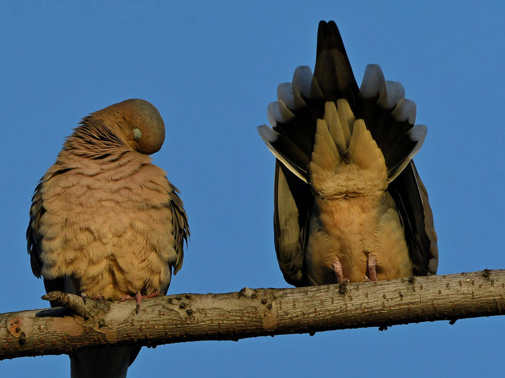 Dove3.jpg