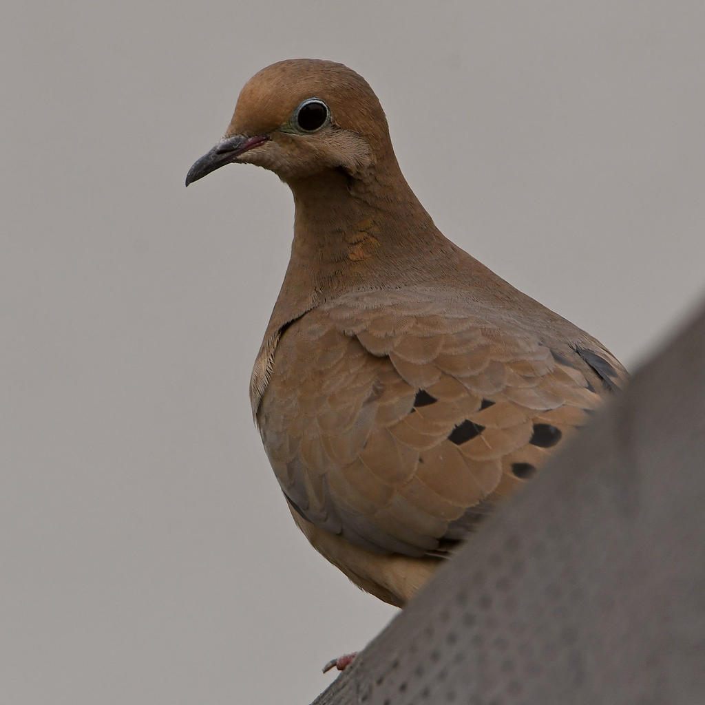 Dove3.jpg