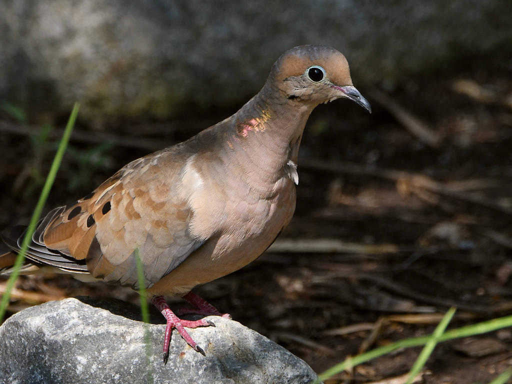 Dove3.jpg
