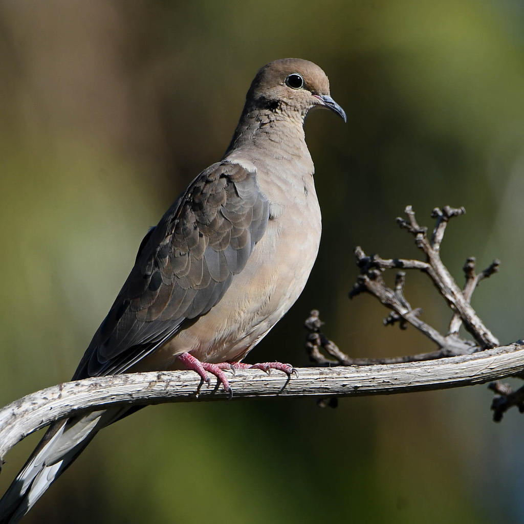 Dove3.jpg