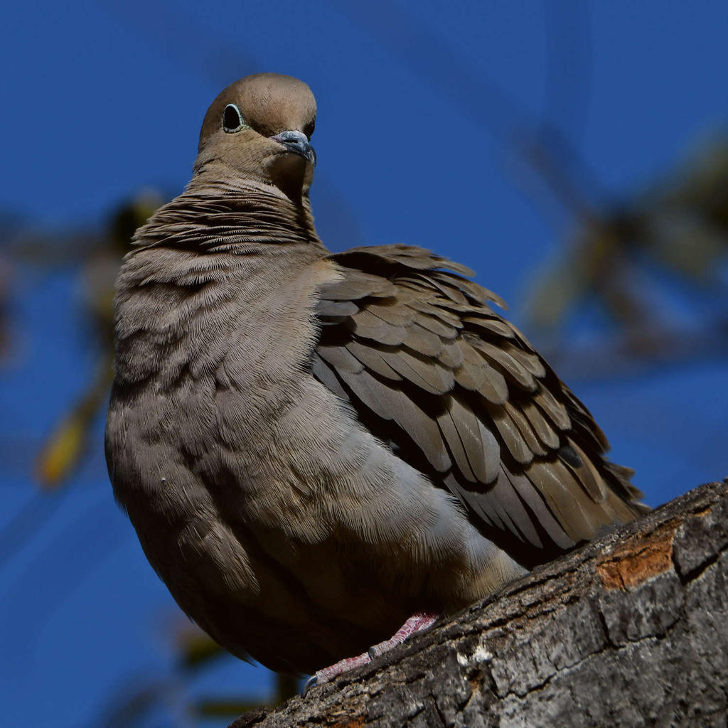 Dove3.jpg