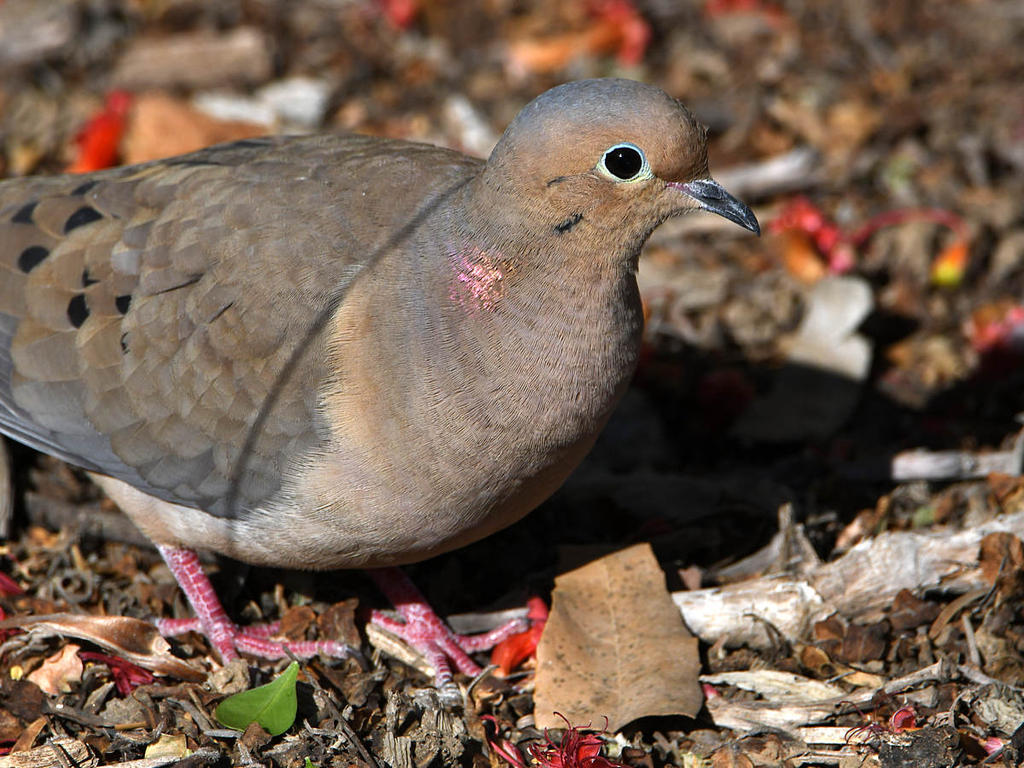 Dove3.jpg