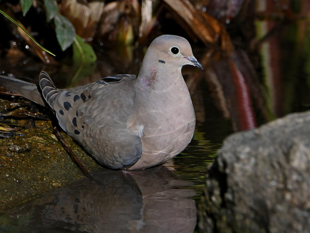 Dove3.jpg