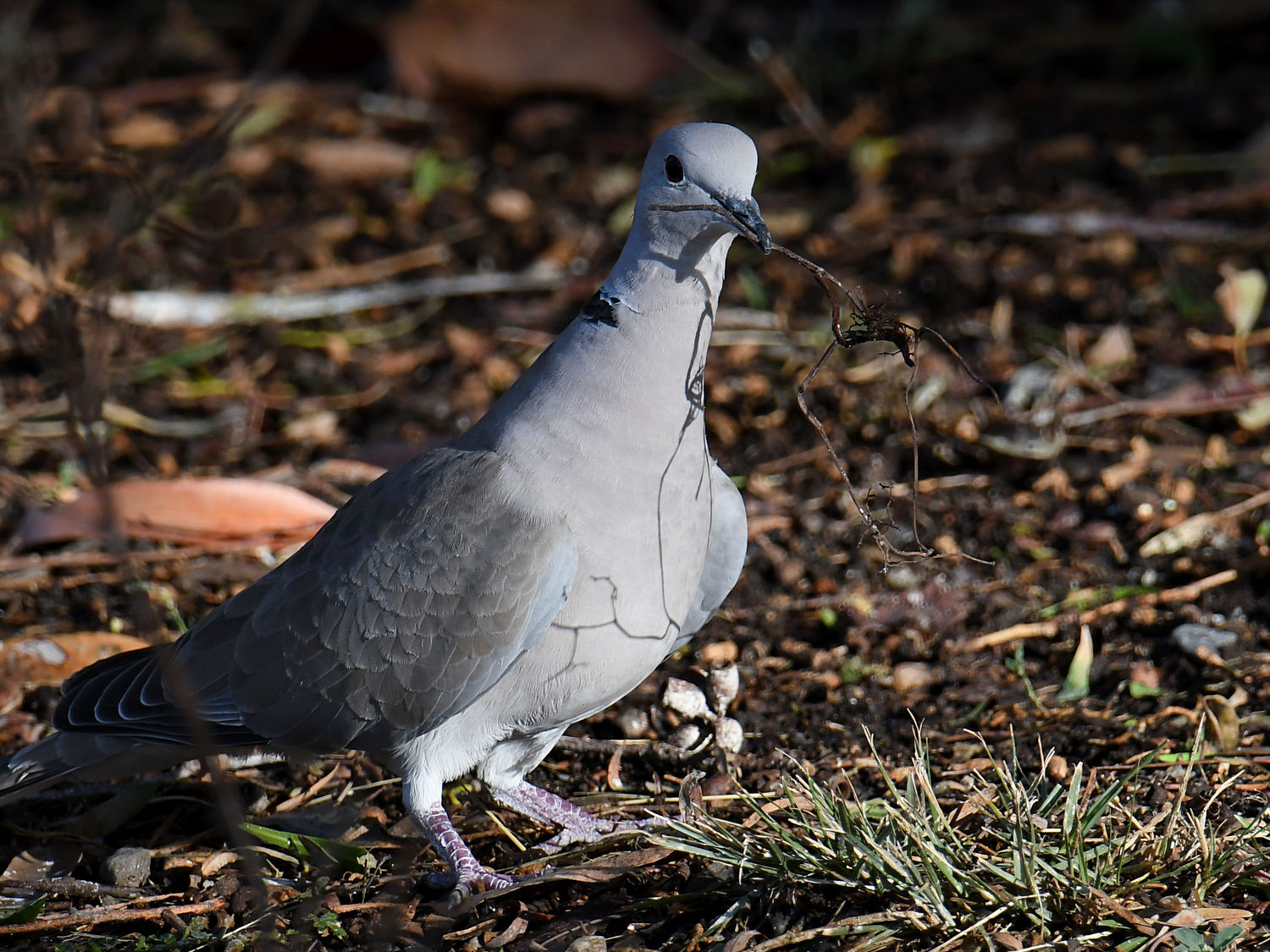 Dove3.jpg