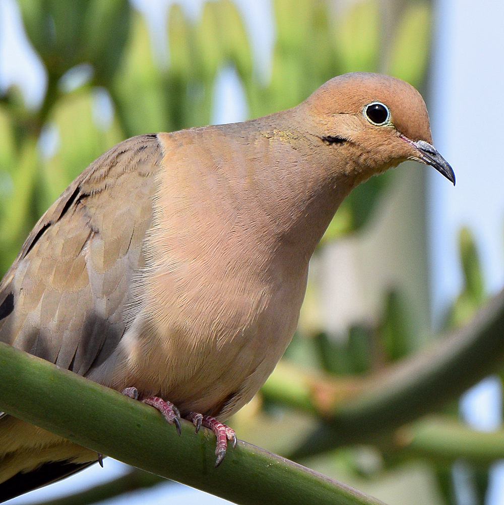Dove4.jpg