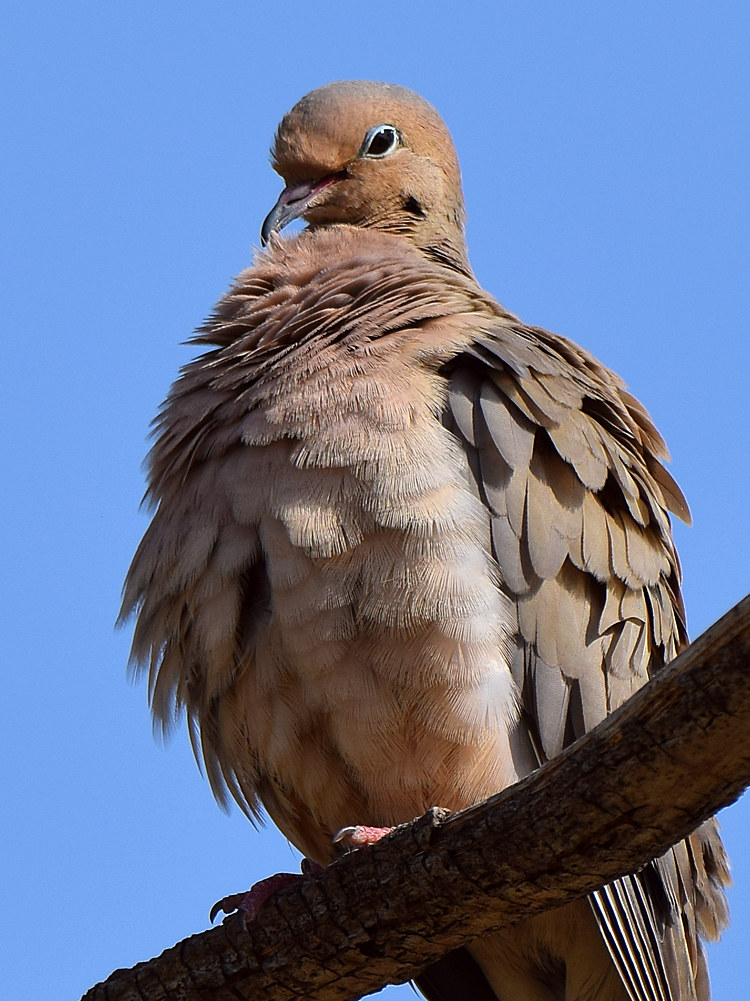 Dove4.jpg