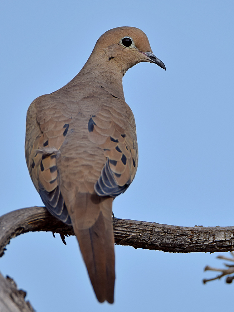 Dove4.jpg