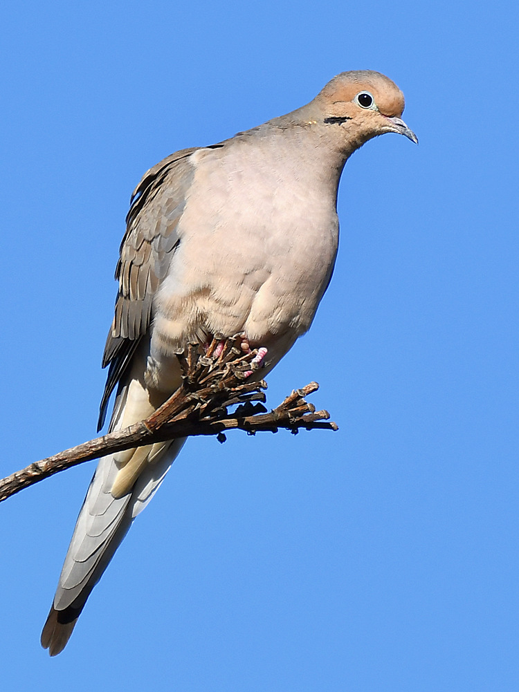 Dove4.jpg