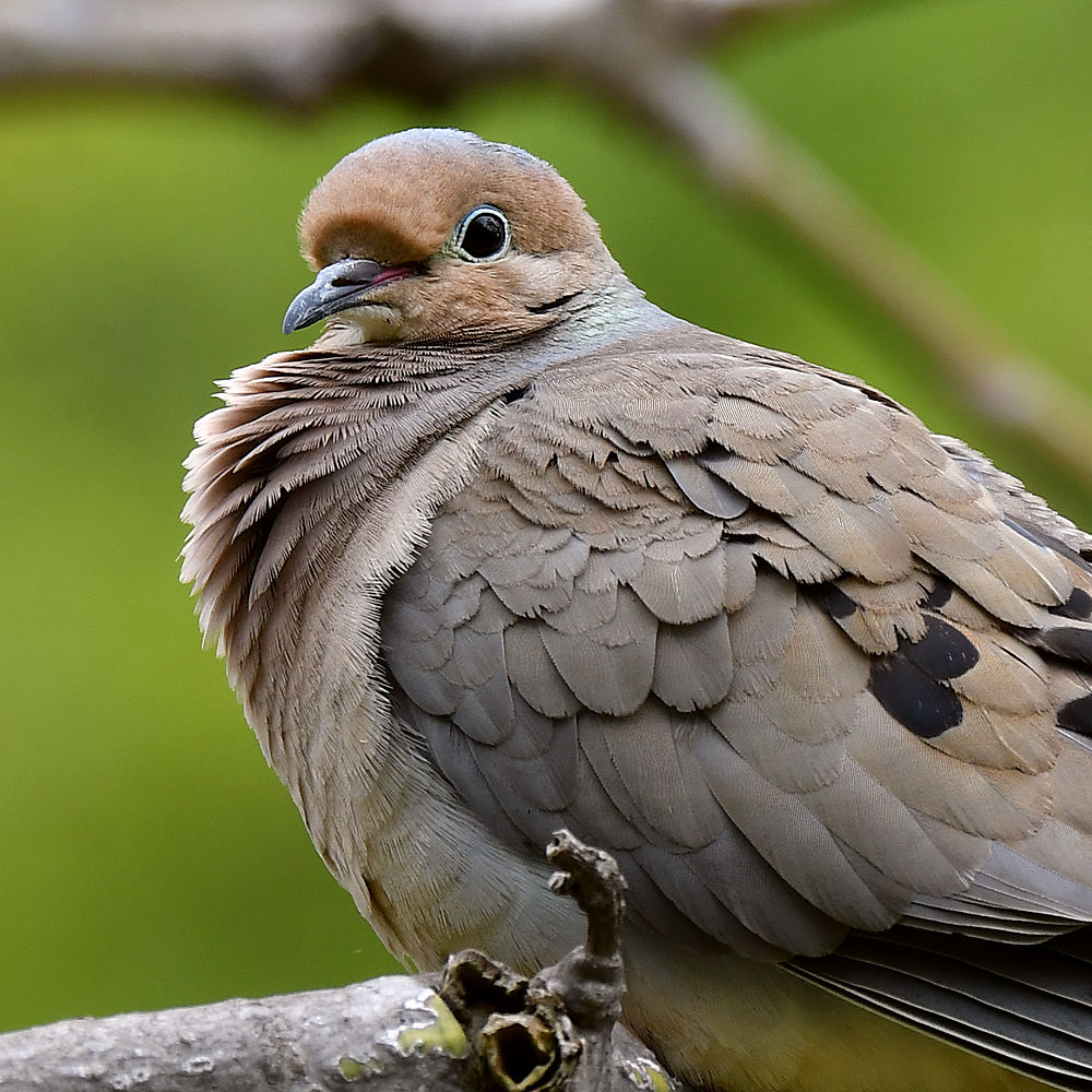 Dove4.jpg