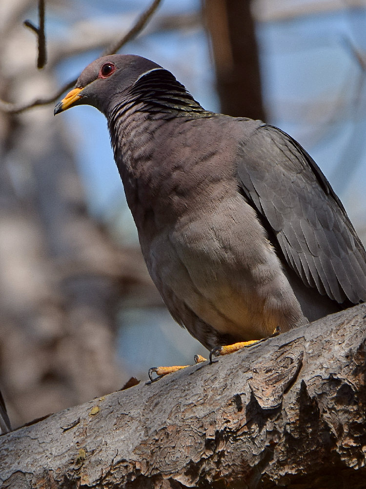 Dove4.jpg