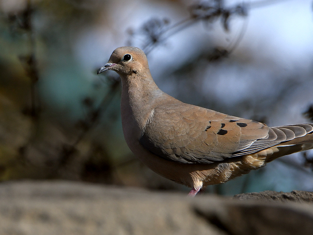 Dove4.jpg