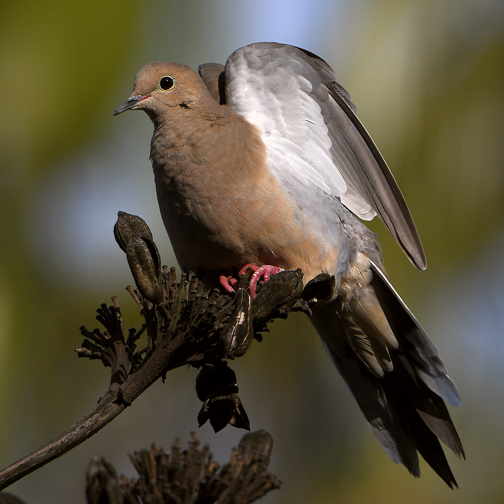 Dove4.jpg
