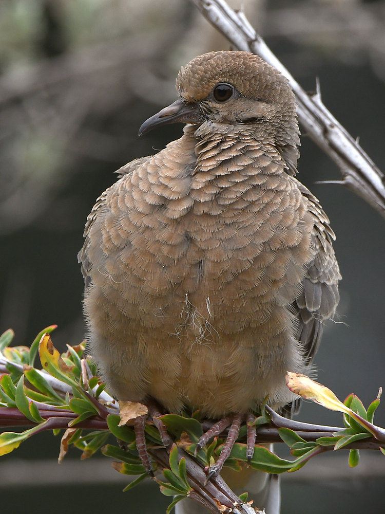 Dove4.jpg