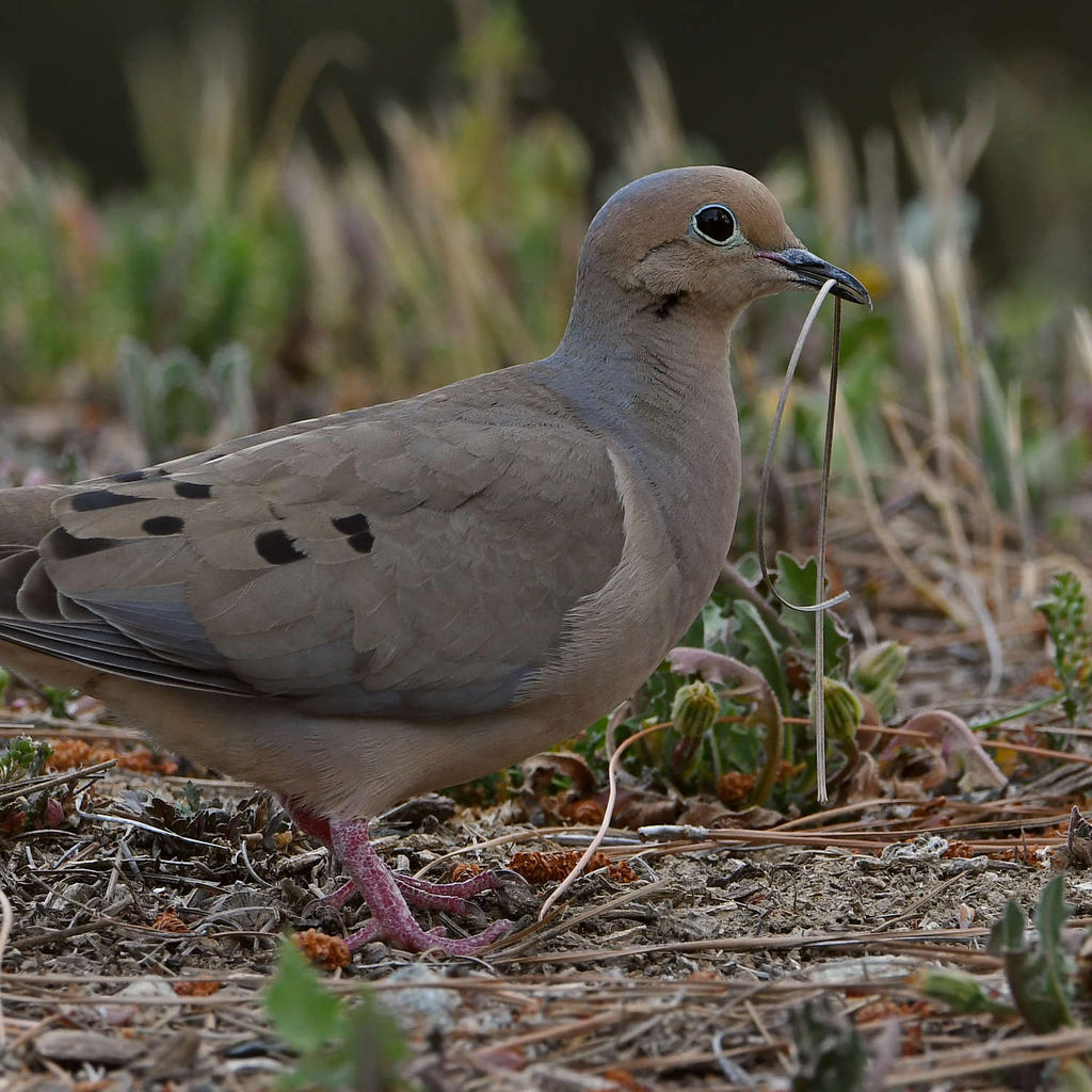 Dove4.jpg
