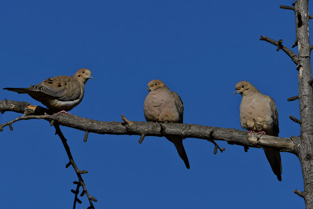 Dove4.jpg