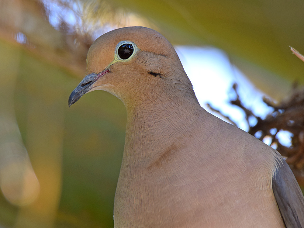 Dove5.jpg